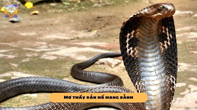 Mơ thấy rắn hổ mang đánh con gì? Ý nghĩa giấc mơ thấy rắn hổ mang